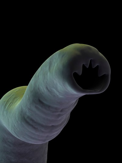 hookworm