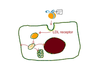 Gift-wrapped LDL particles are taken up by cells to provide cholesterol for cell membranes
