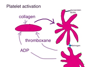 When platelets encounter collagen they activate and change shape. They stick together with the sticky glycoprotein IIb/IIIa. Activated platelets release thromboxane and ADP to tell nearby unactivated platelets to come and join the party.
