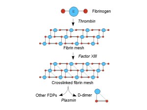 cartoon of fibrin breakdown - from Jfdwolff wikimedia commons