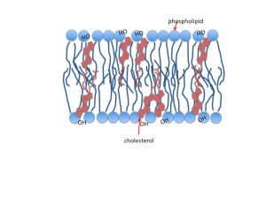 Cholesterol is incorporated into the phospholipid membrane to make it stiffer and less leaky