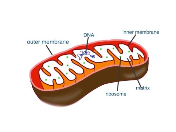 mitochondrion - it has all the stuff inside that a bacterium has, but without a tough cell wall