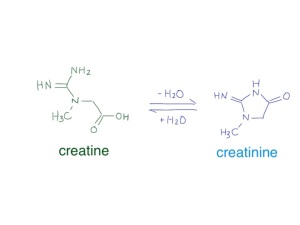 creatine and creatinine are small molecules which are in chemical equilibrium