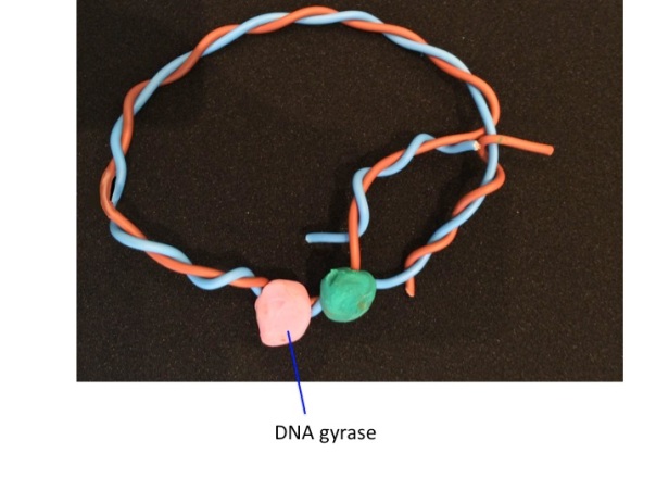 DNA gyrase sorts out this problem - cutting the DNA strand and rejoining it having removed the twist