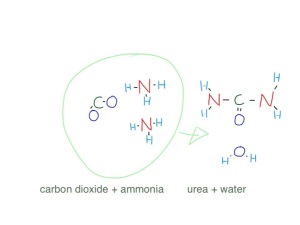 two molecules of ammonia combine with one of carbon dioxide to make urea and water - its not as simple as that - but that is what the urea cycle does