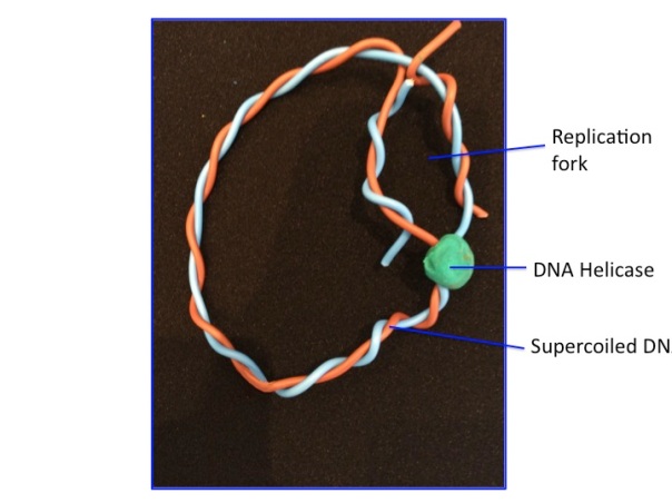 DNA helicase pulls the DNA strands apart so that they can be replicated to make more DNA  when the bacterium divides - but it causes a problem, the DNA becomes supercoiled 