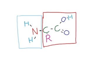 general formula for amino acid - the red box stuff can usually be turned into carbon dioxide and water - the blue box stuff is harder to get rid of