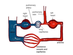 this diagram shows the two sides of the heart separated - the pressure in the pulmonary vein is higher than the central venous pressure on the right side