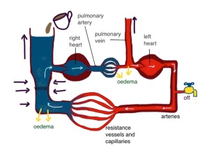 when the left ventricle fails it cannot pump blood out of the lungs and pulmonary venous pressure rises - reduced arterial pressure is sensed by baroreceptors and the kidney - reflex venoconstriction and reduction in urine output lead to a rise in central venous pressure which makes the right heart pump more blood into the lungs - increasing pulmonary oedema - fluid retention by the kidneys is the cause of peripheral oedema, not "back pressure"