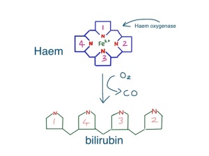 haem is broken down by the enzyme haem oxygenase to form bilirubin