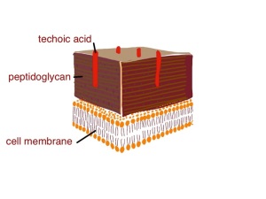 cartoon of gram positive bacterial cell wall - techoic acid is thought to inhibit the action of lysozyme and protect the peptidoglycan from being broken down - techoic acid contains phosphate groups which may be removed by alkaline phosphatase