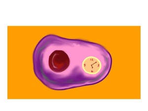 cells must have some sort of clock inside them - it may well be the amount of methylation of DNA in the nucleus