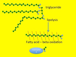 triglyceride is first broken down by lipolysis, which removes the fatty acid chain - the fatty acid is then chopped up two carbons at a time by beta oxidation, attached to coenzyme A is then processed into carbon dioxide, water and energy by mitochondria
