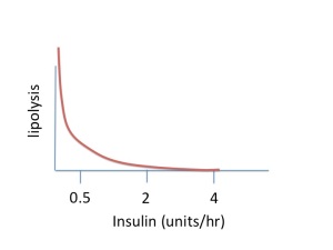 lipolysis is controlled by insulin levels in the blood - in non-diabetics insulin secretion does not drop below about 0.5 units/hr - type 1 diabetics can have no insulin and lipolyisis is unrestrained