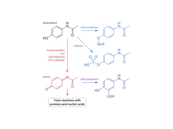 liver metabolic pathways for paracetamol