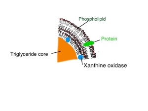 cartoon of a section of a milk globule showing three layers of phospholipid membrane, surface proteins and xanthine oxidase