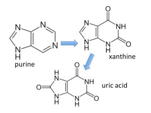 the purines adenine and guanine are converted into xanthine and then uric acid which is excreted in urine
